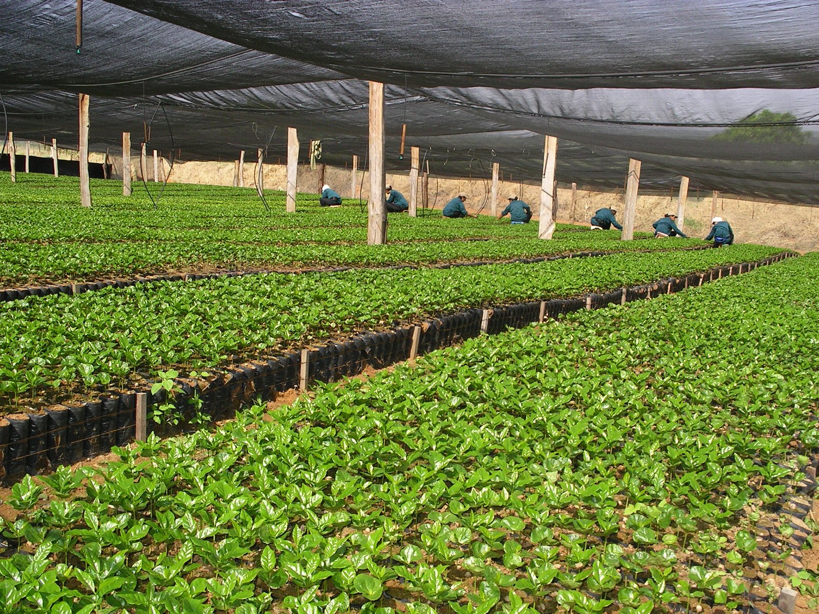 vendedor de cafe para mercados, padarias, bares, restaurantes, consumidor, hoteis